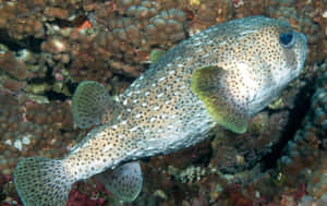 Spotted Porcupinefish Coral Reef Wallpaper
