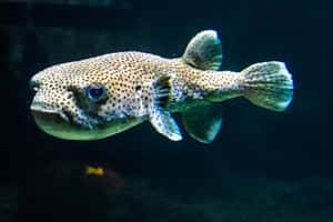 Spotted Porcupinefish Swimming Wallpaper