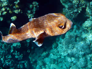 Spotted Porcupinefish Underwater Wallpaper