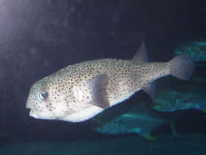 Spotted Porcupinefish Underwater Wallpaper