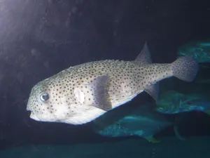 Spotted Porcupinefish Underwater Wallpaper