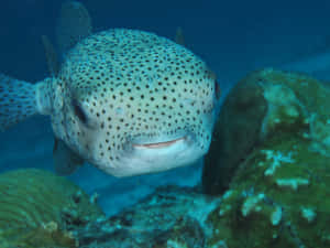Spotted Porcupinefish Underwater Wallpaper