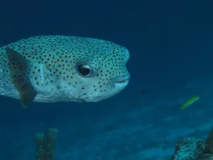 Spotted Porcupinefish Underwater Wallpaper