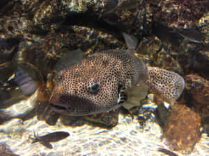 Spotted Pufferfish Aquarium Scene Wallpaper