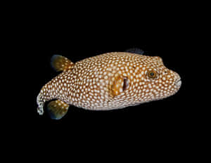 Spotted Pufferfish Black Background Wallpaper