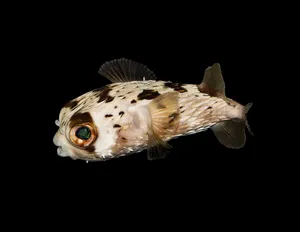 Spotted Pufferfish Black Background Wallpaper
