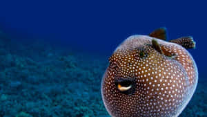 Spotted_ Pufferfish_ Closeup_ Underwater.jpg Wallpaper