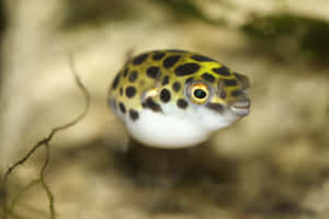 Spotted Pufferfish In Aquarium.jpg Wallpaper