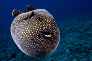 Spotted Pufferfish In Blue Waters.jpg Wallpaper