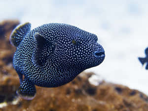 Spotted Pufferfish Swimming Wallpaper