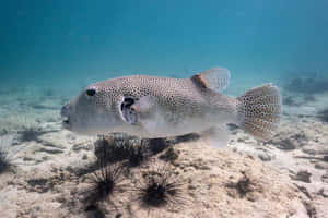Spotted Pufferfish Swimming Underwater.jpg Wallpaper
