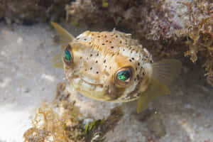 Spotted Pufferfish Underwater Wallpaper