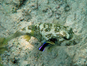 Spotted Pufferfish Underwater Wallpaper