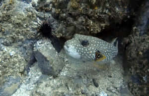 Spotted Pufferfishand Sea Urchin Underwater Wallpaper