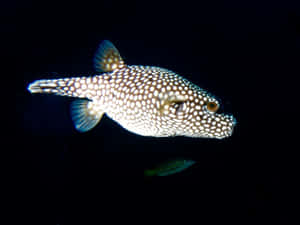 Spotted Pufferfishin Dark Waters Wallpaper