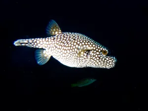 Spotted Pufferfishin Dark Waters Wallpaper