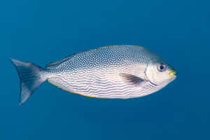 Spotted Rabbitfish Underwater Wallpaper