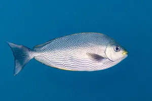 Spotted Rabbitfish Underwater Wallpaper