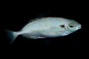 Spotted Rabbitfishin Dark Waters Wallpaper