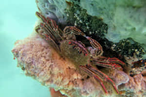 Spotted Rock Crab Underwater Wallpaper