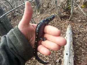 Spotted Salamanderin Hand Wallpaper