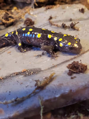 Spotted Salamanderon Ground Wallpaper