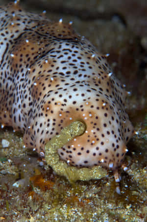 Spotted Sea Cucumberon Seabed.jpg Wallpaper