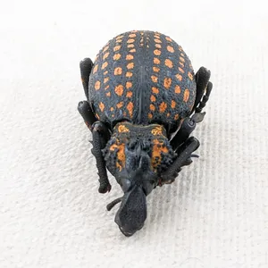 Spotted Snout Beetle Closeup Wallpaper