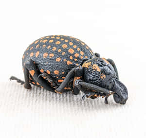 Spotted Snout Beetle Closeup Wallpaper