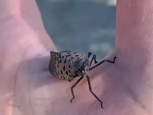 Spotted Squash Bugon Human Hand Wallpaper