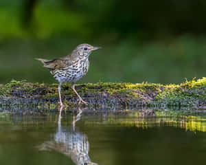 Spotted Thrush Beside Water Reflection Wallpaper