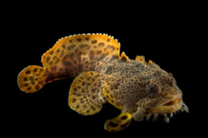 Spotted Toadfish Black Background Wallpaper