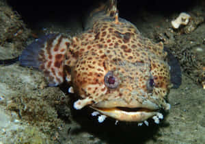 Spotted Toadfish On Seabed Wallpaper