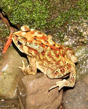 Spotted True Frogon Rock Wallpaper