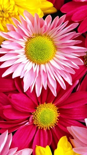 Spread Beauty And Joy With Vivid And Colourful Flowers In Your Life. Wallpaper