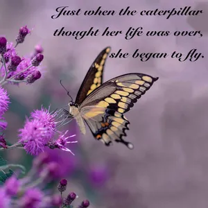 Spread Your Wings & Follow Your Dreams Wallpaper