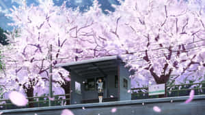 Spring Anime Cherry Blossom Scene Wallpaper