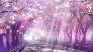 Spring Anime Cherry Blossom Scene Wallpaper