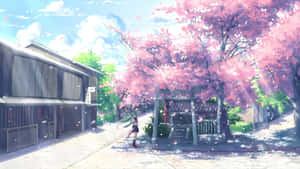 Spring Anime Cherry Blossom Scene Wallpaper