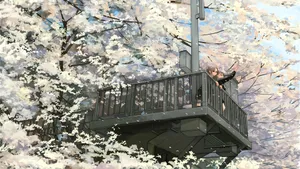 Spring Anime Cherry Blossom Scene Wallpaper