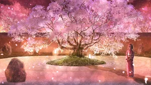 Spring Anime Cherry Blossom Scene Wallpaper