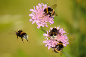 Spring Bees 1920 X 1277 Wallpaper Wallpaper