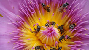 Spring Bees Busy Collecting Nectar Wallpaper