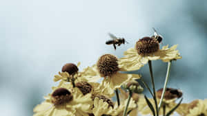 Spring Bees Buzzing Around A Honeycomb Wallpaper