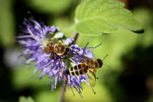 Spring Bees Collecting Nectar From Flowering Blossoms Wallpaper