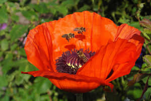 Spring Bees Collecting Nectar In A Blooming Garden Wallpaper