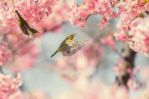 Spring Birds On Blossoming Branches Wallpaper