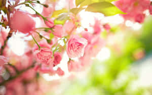 Spring Bloom 1920 X 1200 Wallpaper Wallpaper