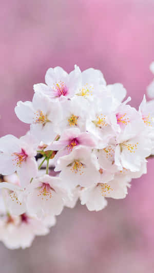 Spring Bloom - Vibrant Nature In Full Swing Wallpaper