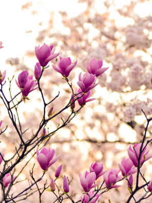 Spring Blossom - Magnificent Pink Magnolia Flower Wallpaper